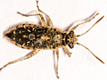 Brachycarenus tigrinus